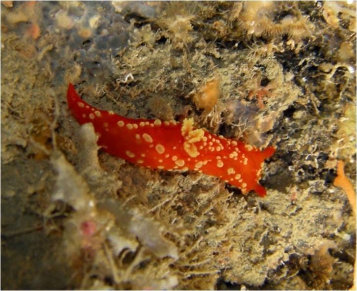 Martadoris mediterranea
